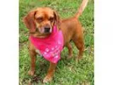 Adopt Bailey a RedGoldenOrangeCh estnut Beagle  Pug  Mixed dog i