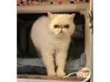 Adopt Petra a White Himalayan (medium coat) cat in Carlisle PA (