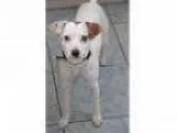 Adopt Jax I a Jack Russell Terrier Terrier