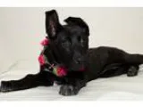 Adopt Dexter a Beagle Hound