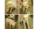 homer - Male Labrador Retriever Mix