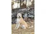 Adopt Bettie a TanYellowFawn Labrador Retriever  Husky  Mixed do