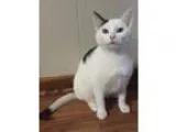 Adopt MOJO a American Shorthair