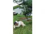 Adopt Ladybug a Shih Tzu