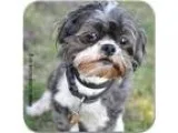 Adopt Tinker a Shih Tzu