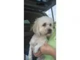 Adopt Bailey a White Bichon Frise  Mixed dog in LEXINGTON KY (15
