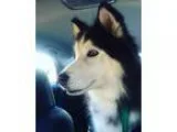 Adopt Alura a Black - with White Siberian Husky  Mixed dog in Ed