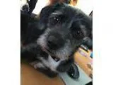 Adopt Sugar a Black - with Gray or Silver Standard Schnauzer  Da