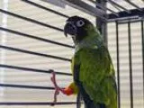 Adopt SUEDE a Conure bird in Pittsburgh PA (15649160)