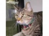 Adopt Maxine a Domestic Shorthair Mixed cat in Hot Springs Vill