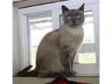Adopt Harriet a Siamese  Mixed cat in Chilliwack BC (15551997)