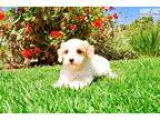 Gorgeous Cavachon Hybrid Female Puppy For Sale