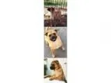 Adopt Beckham a Pug  Beagle  Mixed dog in Chantilly VA (15509298