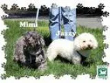 Adopt Mimi and Jazzy a Bichon Frise Poodle