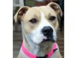 Adopt Agatha Christie a TanYellowFawn - with White Pit Bull Terr