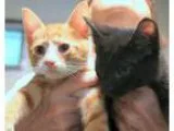 Adopt Dew s boy 4 (yellowwhite)  CRITICAL Available 68 Wed 1pm a