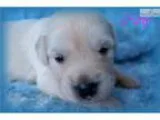 AKC English Creme Golden Retriever Female Carly