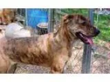 Pure breed German Shepherd