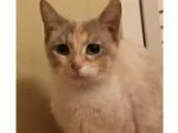 Adopt Pepper a Tortoiseshell Domestic Shorthair  Mixed (short co