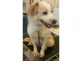Adopt Sunny a White - with Tan Yellow or Fawn Border Collie  Mix