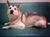 Adopt TOASTY a Husky  Mixed dog in Palmer AK (15506478)