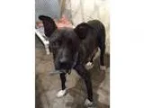 Adopt Mockingjay a Black - with White Pit Bull Terrier  Mixed do