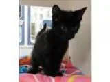 Adopt Charlie a Domestic Shorthair  Mixed cat in Topeka KS (1569