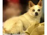 Adopt Audreena a Australian Shepherd  American Eskimo Dog  Mixed