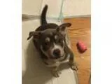 Adopt Chyna a Akita  Rottweiler  Mixed dog in Denver CO (1574092