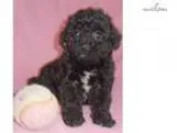 Rose Female Bich Poo puppy for Sale in Ohio