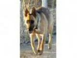 Adopt Sheppy a German Shepherd Dog