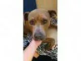 Adopt Angel a Pit Bull Terrier Mastiff