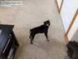 Dog to a good Home