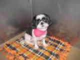 Adopt Sally a Shih Tzu