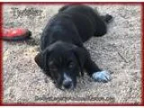 Adopt TWISTER a Black - with White Labrador Retriever  Mixed dog