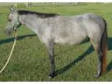 Section B Welsh Mare