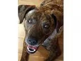 Adopt Mollie a Hound (Unknown Type)  Mixed dog in Durham NC (153