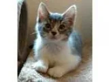 Adopt Sapphire a Gray or Blue (Mostly) Domestic Mediumhair  Mixe