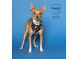 Adopt Buddy a TanYellowFawn - with White Basenji  Terrier (Unkno