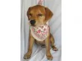Adopt Louise a RedGoldenOrangeCh estnut - with White Golden Retr