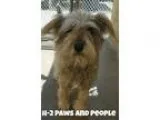 Adopt Truffle a GrayBlueSilverSal t and Pepper Schnauzer (Miniat