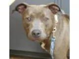 Adopt Cindy Lu a American Pit Bull Terrier  Catahoula Leopard Do