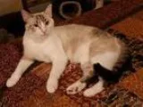 Adopt Lily a Gray or Blue (Mostly) Siamese  Mixed (short coat) c