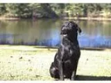 Adopt Justice a Labrador Retriever  Mixed dog in Temple GA (1575