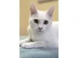 Adopt Sebastian a White Turkish Van  Mixed (short coat) cat in M