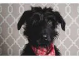 Adopt Plymouth a Black Labradoodle  Mixed dog in Chicago IL (157