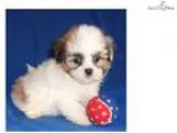 Spice Male Mal Shi puppy for Sale in Ohio