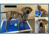 Adopt Katniss a Brindle Plott Hound  Mixed dog in Washington DC 