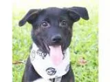Adopt Len a Mountain Dog Shepherd