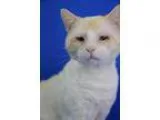 Adopt Bandit a Siamese